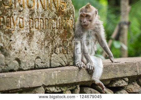 Rhesus macaque monkey sitting into the Monkey Forest in Ubud, Bali, Indonesia.
