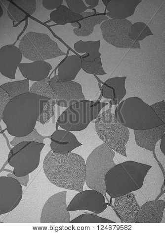 Leaf Background black and white on glass for background