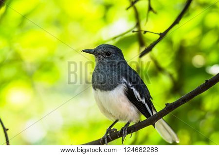 Oriental magpie-robin is a small passerine bird that was formerly classed as a member of the thrush family Turdidae but now considered an Old World flycatcher