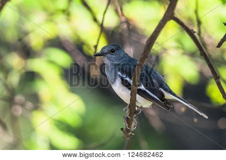 Oriental magpie-robin is a small passerine bird that was formerly classed as a member of the thrush family Turdidae but now considered an Old World flycatcher