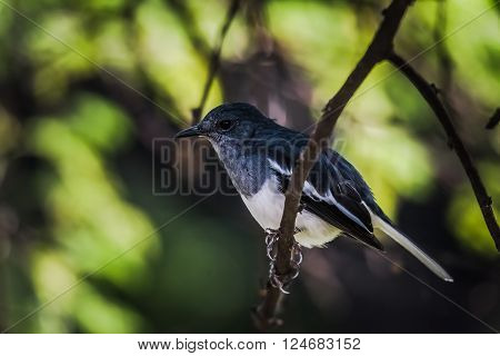 Oriental magpie-robin is a small passerine bird that was formerly classed as a member of the thrush family Turdidae but now considered an Old World flycatcher