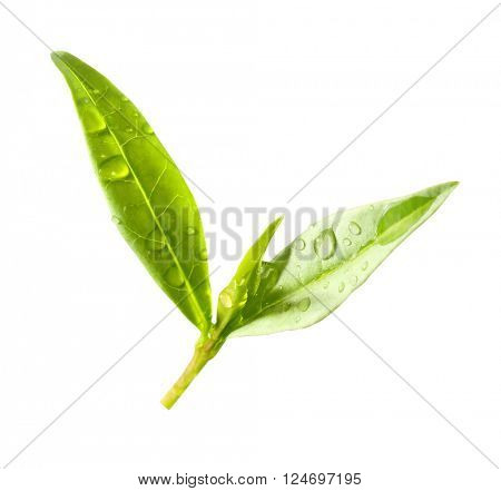 Tea tree (Thea sinensis). The leaves have been used in alternative medicine and other medical systems to treat asthma, angina pectoris, peripheral vascular disease, and coronary artery disease.