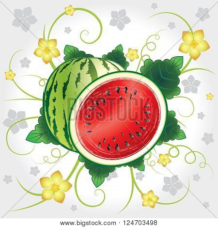 Watermelon whole and slices with leaves and blossom