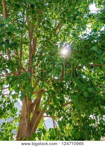 Cordate tree with sun ray in park