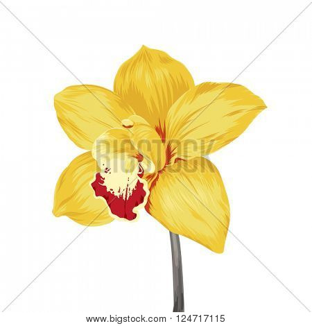 single yellow orchid flower isolated on white