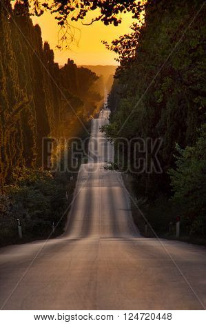 Italy, Tuscany, Castagneto Carducci, Bolgheri, Road And Cypresses