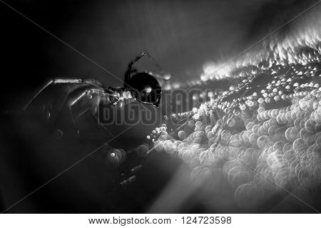 Limbo Spider step on droplets bokeh going for his prey