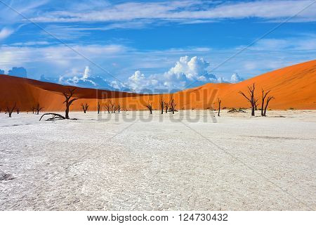 Dead Camelthorn Trees against red dunes and blue sky in Deadvlei Sossusvlei. Namib-Naukluft National Park Namibia Africa