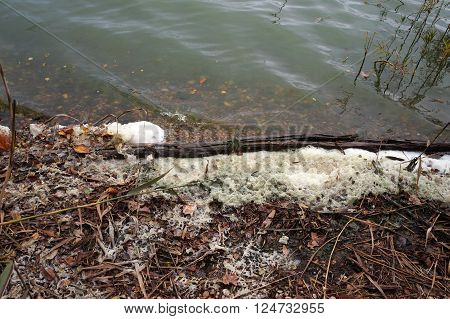 Foam gathers along the shore of Lake Renwick in the Lake Renwick Heron Rookery Nature Preserve in Plainfield, Illinois,