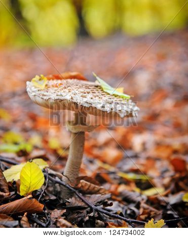 Parasol Mushrooms (macrolepiota) In The Autumn Forest