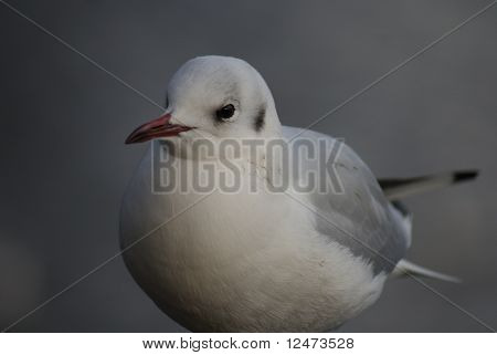 カモメ - Larus Canus