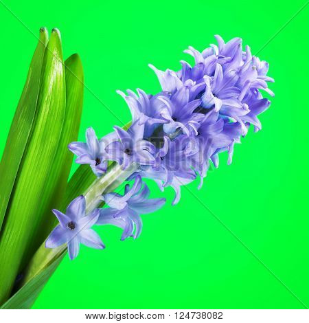 beautiful fresh blue hyacinth flower on green background