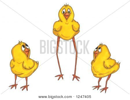 3Chicks