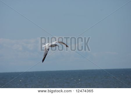 カモメ - Larus Canus