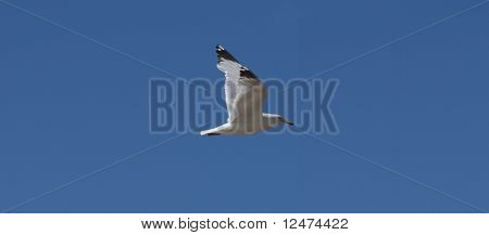 カモメ - Larus Canus