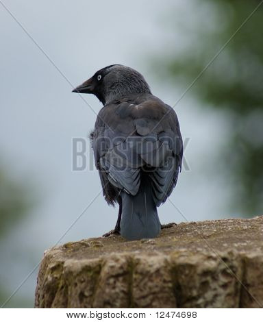 Jackdaw - Monedula นกกา