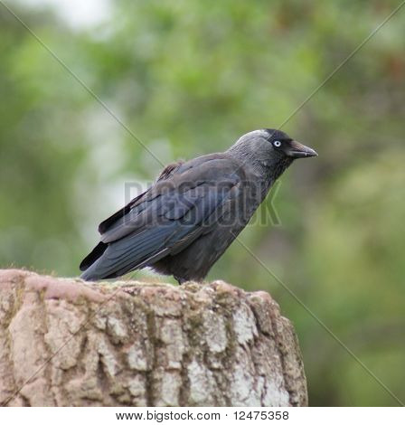 Jackdaw - Monedula นกกา