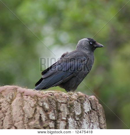 Jackdaw - Monedula นกกา