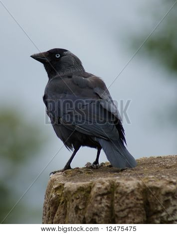 Jackdaw - Monedula นกกา