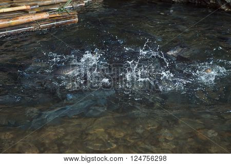 Fish In Cave Eating Feed At Meahongson Provience