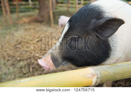 The boar family. Selective focus point on the eye of big boar
