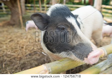 The Boar Family,selective Focus Point On The Eye Of Big Boar