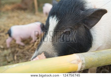 The boar family. Selective focus point on the eye of big boar
** Note: Shallow depth of field