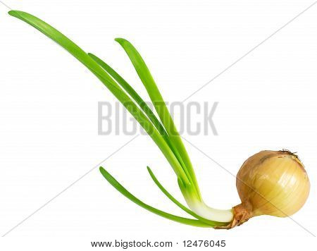 Cebula