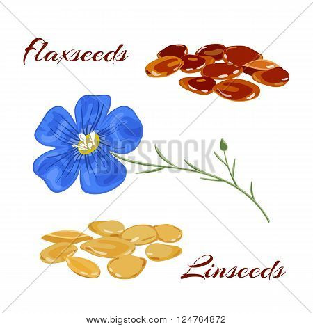 Golden and brown flaxseeds (linseeds). Vector illustration.