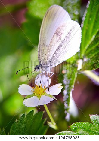 Butterfly on a flower in the summer