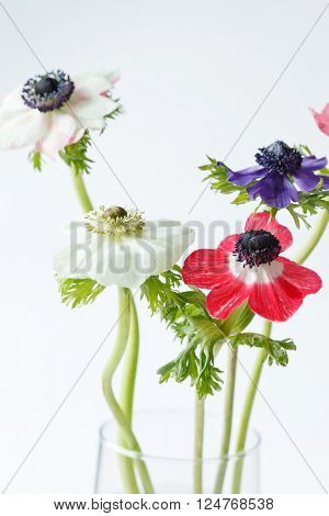 anemone flowers