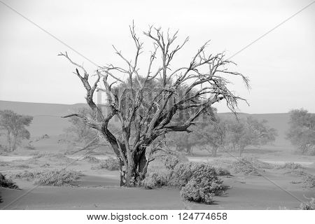 Dead tree in Deadvlei is a white clay pan located near the more famous salt pan of Sossusvlei inside the Namib-Naukluft Park in Namibia. Also written DeadVlei or Dead Vlei, its name means 