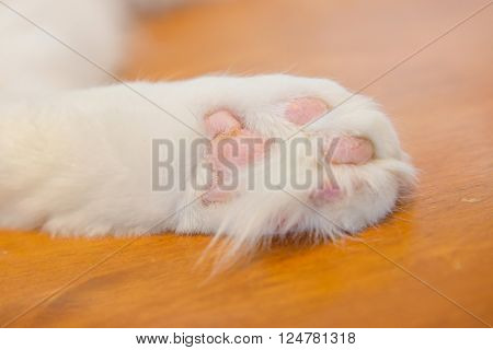 Close up focus to the lettle cat's feet