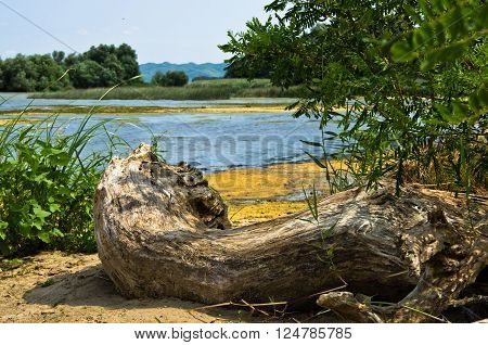 Stump in a sand at the coast of Danube river near Ram in Serbia