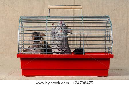 Chinchilla sit and watch in the cage
