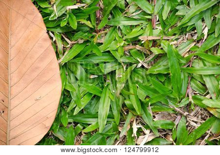 green leaf background in forest have many species flora . background have many colour in frame
