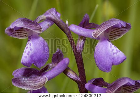 Green-winged Orchid - Anacamptis morio 
Grassland flower