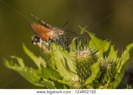 A hummingbird hawkmoth suckles on a flower