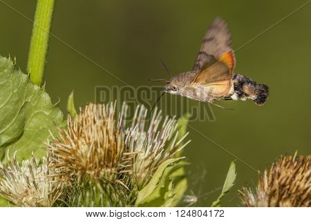 A hummingbird hawkmoth suckles on a flower