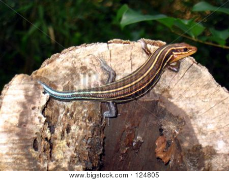 Skink Eidechse