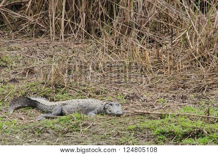 Crocodile Are Semiaquatic And Tend To Congregate In Freshwater Habitats Such As River, Lakes, Wetlan
