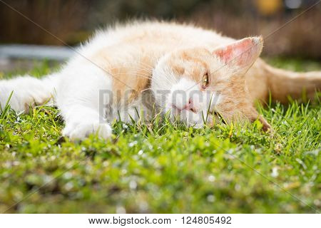 Rusty lovely cat relaxing on the huge botanic garden during beautiful spring sunset; looking happy (focus on head color toned image)