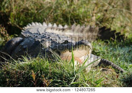 Crocodile Are Semiaquatic And Tend To Congregate In Freshwater Habitats Such As River, Lakes, Wetlan