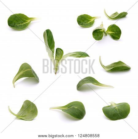 Green leaves of valeriana salad isolated on white with shadow