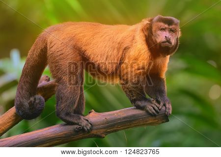 Brown capuchin monkey sitting among the trees.