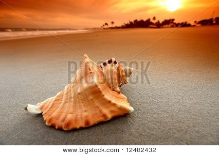 Shell på sand
