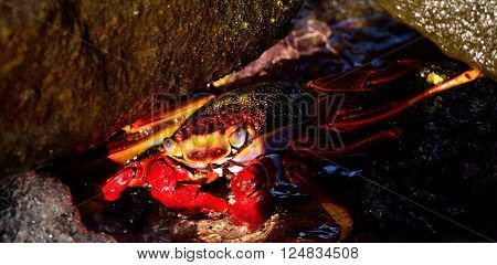 Large red crab hidden among the stones