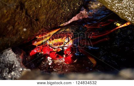 Large red crab hidden among the stones