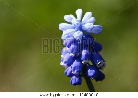 Flor azul