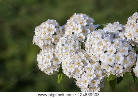 dewy flowering shrub bridal wreath spirea floral background.